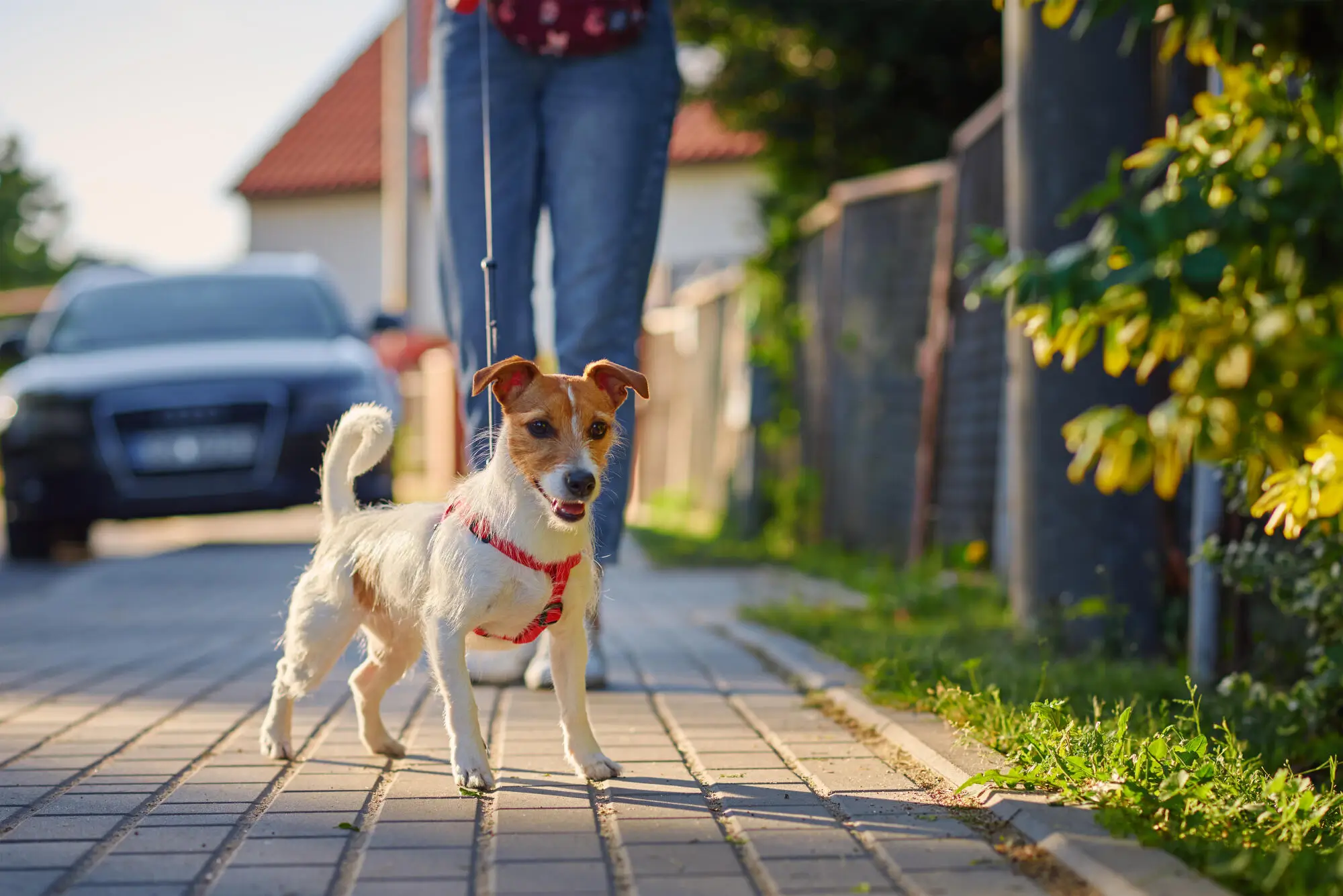 4 Benefits of Having Pets in a Community