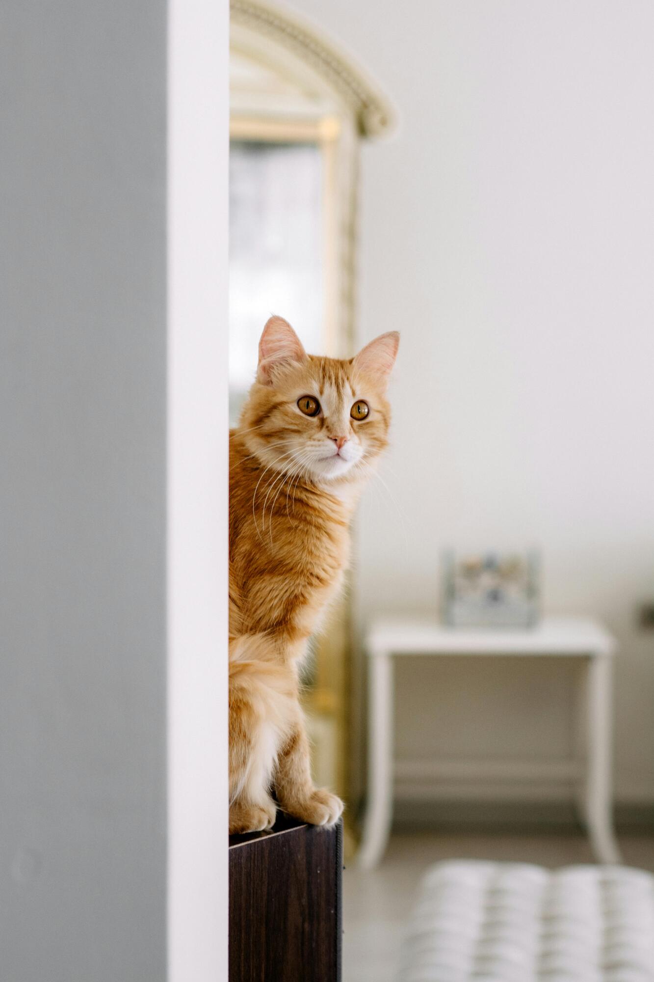 Pros and Cons of Allowing Pets in Your Louisville, KY Rental Property